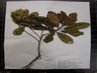 Herbarium sample